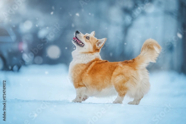 Fototapeta Corgi puppy playing in snowy winter wonderland, looking at falling snowflakes joyfully.