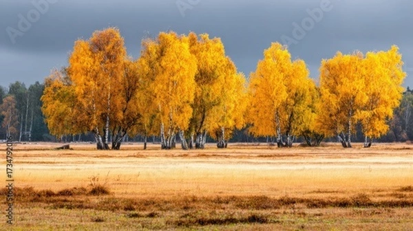 Fototapeta Majestic trees showcase vibrant, golden foliage, presenting a stunning autumn spectacle against a dramatic, overcast sky, casting warm light on a grassy meadow filled with dry vegetation.