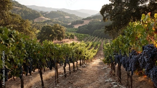 Fototapeta Observe rows of thriving grape vines with dark, ripe fruit, creating a natural pathway leading towards sunlit, rolling hills under a serene, clear sky in this scenic countryside landscape.
