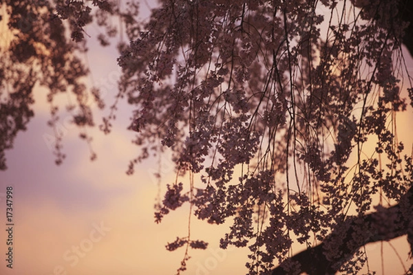 Fototapeta 円山公園の枝垂れ桜