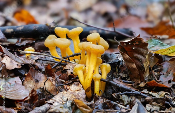 Obraz Gemeines Gallertkäppchen (LEOTIA LUBRICA)