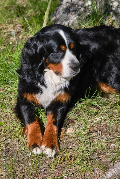 Fototapeta Outdoor portrait of a Bernese dog.  Bernese Zennenhund dog resting in grass.