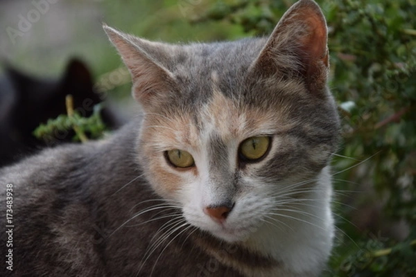 Obraz Домашние животные (Кошки)