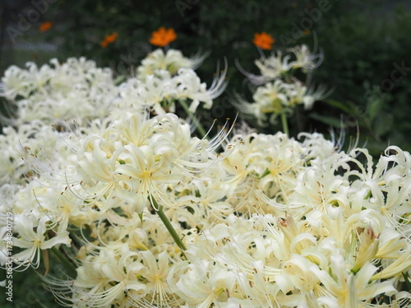 Obraz 白い彼岸花