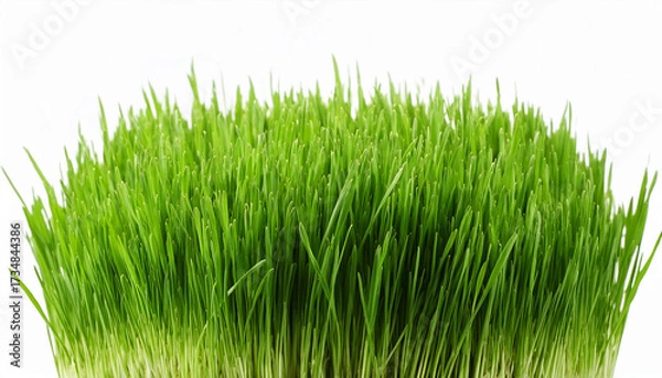 Obraz Green Grass Isolated On White