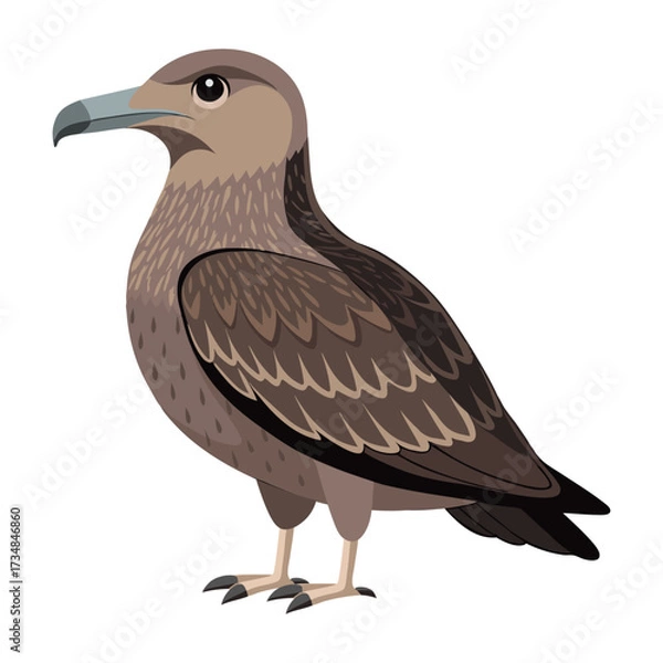 Fototapeta Great skua bird. Skua seabird isolated on white background. Fauna. Illustration.