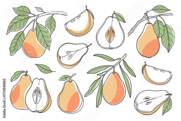 Fototapeta Set of hand drawn pears. Pear fruit set. Collection of pear sketches with colors. Illustration.