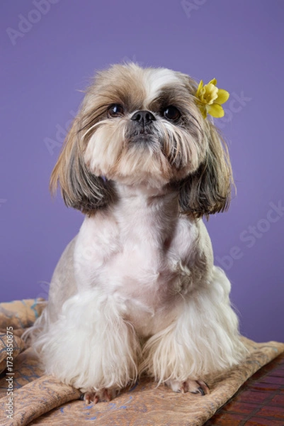 Fototapeta Portrait of a small dog. Studio portrait of a dog. Muzzle Shitzu dog with a Narcissus flower behind his ear on a lilac background. Selective focus