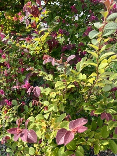 Obraz 秋の色づく葉の風景