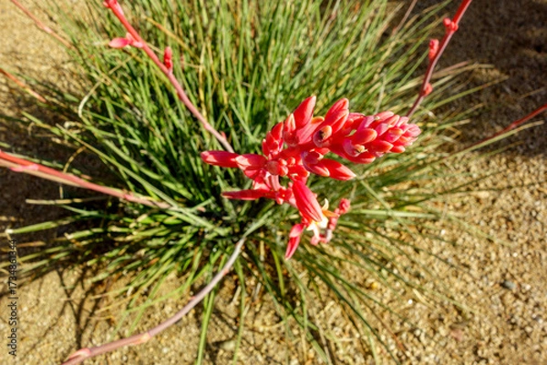 Fototapeta Top view, closeup of desert native red yucca or Hesperaloe parviflora vibrant red flowering inflorescence on arching spikes with fibrous leaves in Spring, shallow DOF