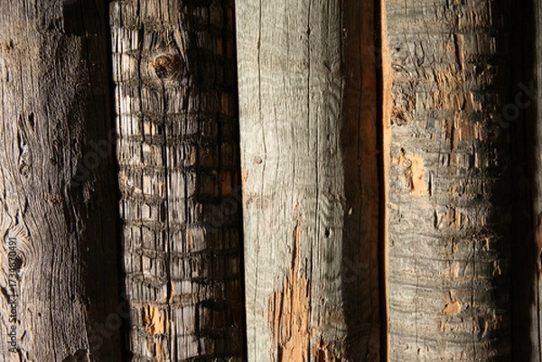 Obraz Different tree bark textures under side warm lighting