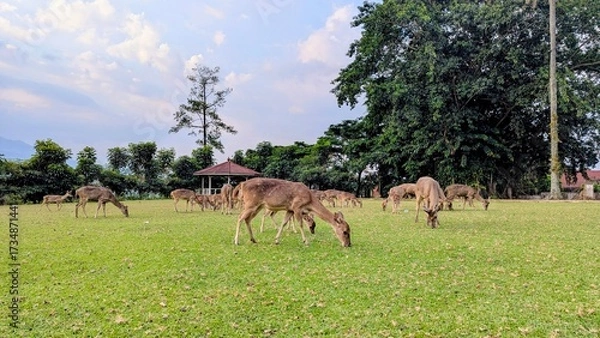 Fototapeta Red deer, cervus elpahus, couple in autum during mating season. Love between animals.