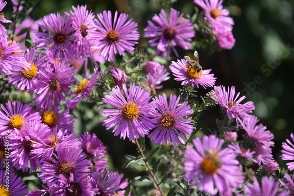 Obraz Природа (Цветы)