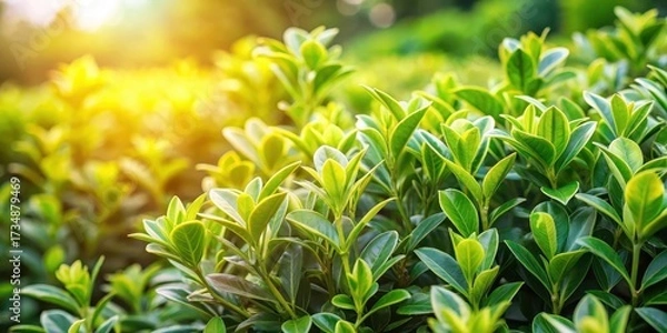 Fototapeta Dense foliage of euonymus bush in a lush garden setting with bright sunlight filtering through the leaves