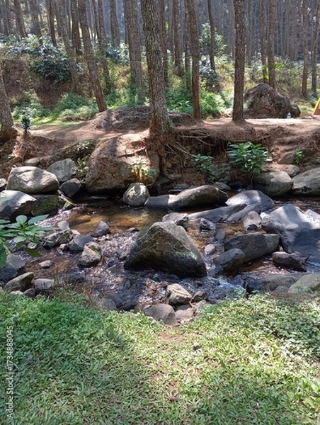 Obraz river in the forest