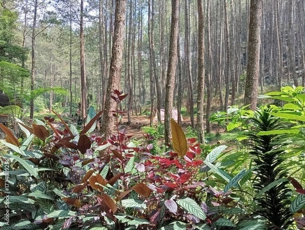 Obraz trees in the forest