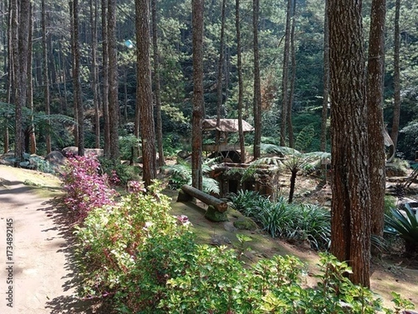 Obraz trees in the forest