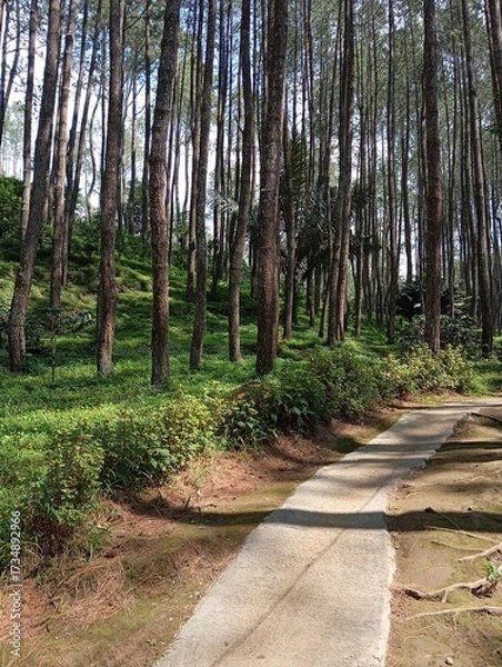 Obraz path in the forest