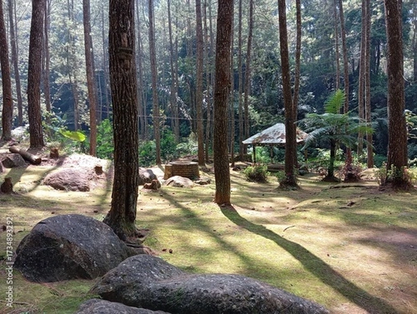 Obraz trees in the forest
