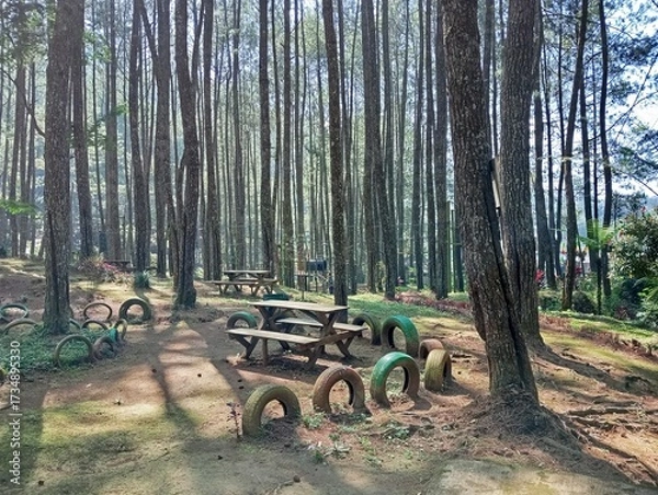 Obraz Forest