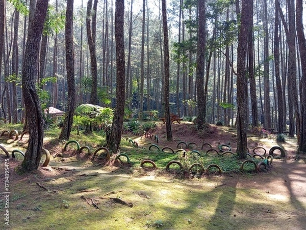 Obraz trees in the forest