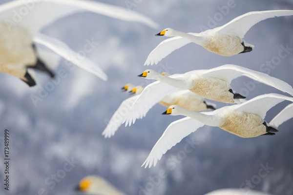 Obraz Singschwaene im Flug