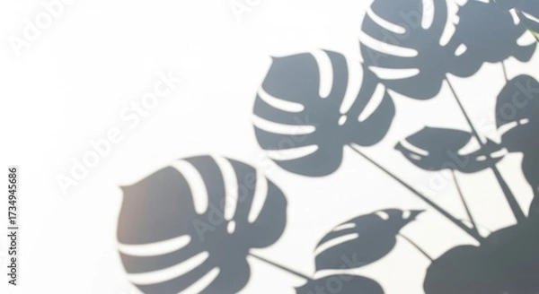 Fototapeta Monstera shadow overlay effect, showcasing realistic summer sunlight tropical leaves shadows isolated on a white background, a versatile element for various creative projects.