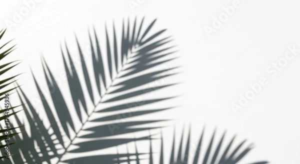 Fototapeta palm shadow overlay effect,realistic sunmmer sunlight tropical leaves shadows isolated on white