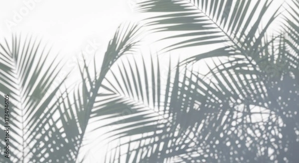 Fototapeta palm shadow overlay effect,realistic sunmmer sunlight tropical leaves shadows isolated on white