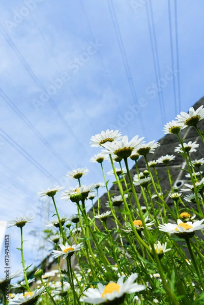 Obraz 青空に伸びる白いコスモスの花々