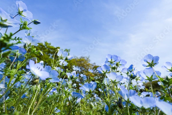 Obraz 青いネモフィラが広がる春の風景の美しさ