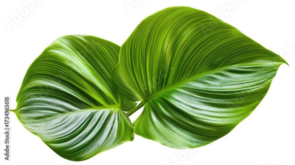 Obraz Vibrant Green Tropical Leaves with Glossy Parallel Veins, Isolated for Nature-Inspired Design and Botanical Elements. PNG Transparent Icon