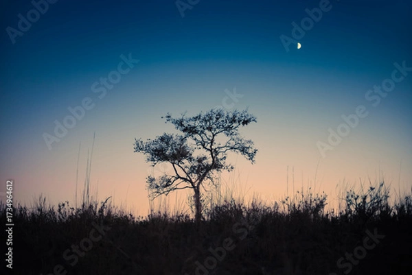 Fototapeta Silhouette of a lone tree as sunset sky changes to dusk and night. Moon rising in the background.