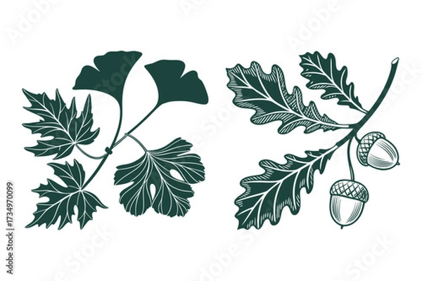 Fototapeta Vintage Botanical Leaf Set Featuring Oak, Maple, and Ginkgo Design