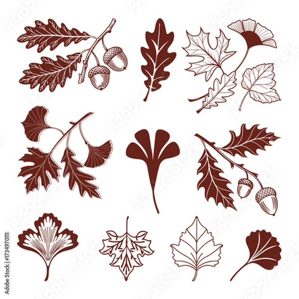 Fototapeta Vintage Botanical Leaf Set Featuring Oak, Maple, and Ginkgo Design