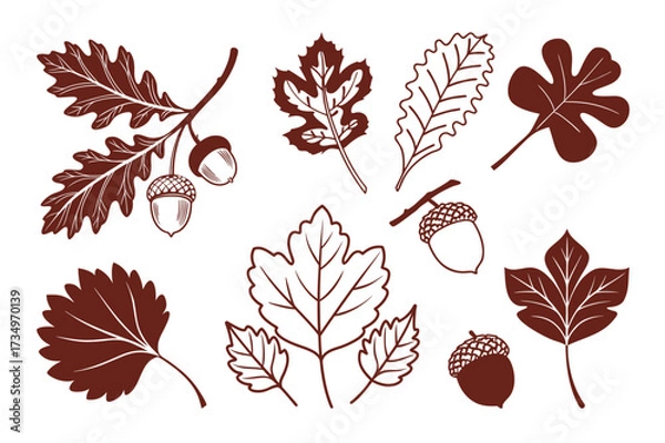 Fototapeta Vintage Botanical Leaf Set Featuring Oak, Maple, and Ginkgo Design