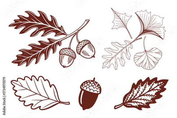 Fototapeta Vintage Botanical Leaf Set Featuring Oak, Maple, and Ginkgo Design