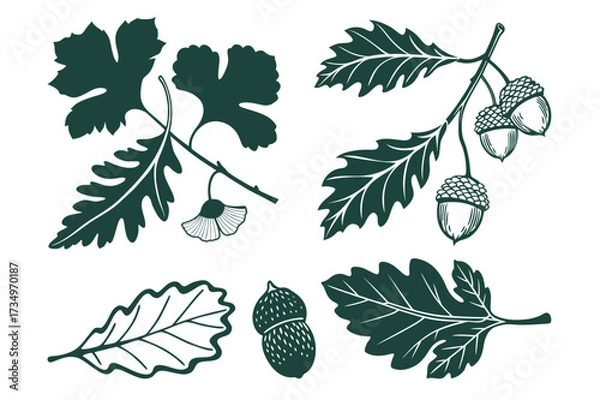 Fototapeta Vintage Botanical Leaf Set Featuring Oak, Maple, and Ginkgo Design
