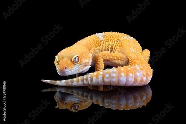 Fototapeta Leopard gecko in black background	,leopard gecko isolated on black background, Portrait of a leopard gecko on black background