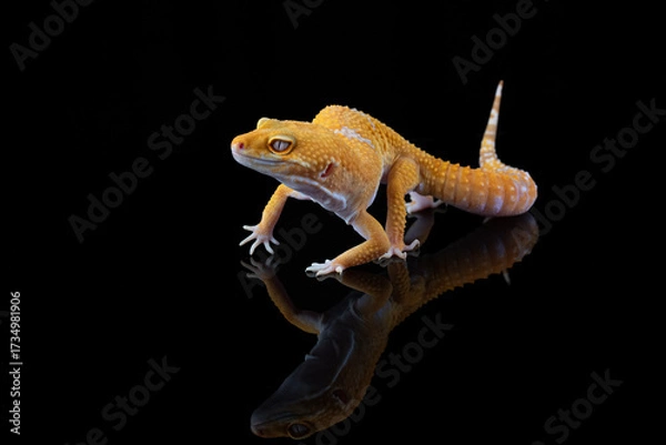Fototapeta Leopard gecko in black background	,leopard gecko isolated on black background, Portrait of a leopard gecko on black background