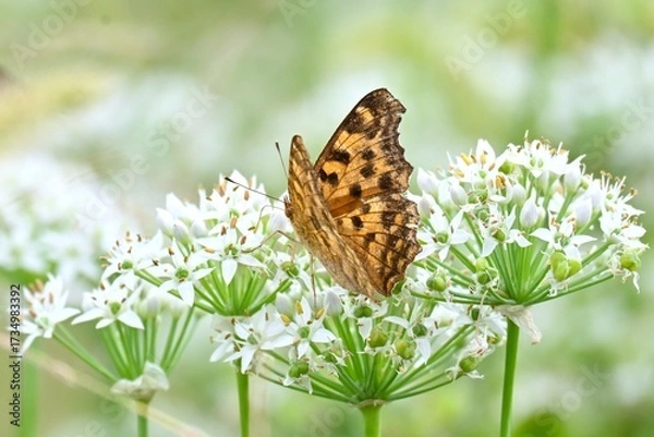 Fototapeta Chinese chive flowers and insects. They are flowers of the Amaryllidaceae family and have a unique smell that attracts butterflies and other insects.