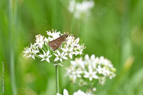 Fototapeta Chinese chive flowers and insects. They are flowers of the Amaryllidaceae family and have a unique smell that attracts butterflies and other insects.