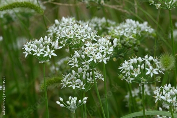 Fototapeta Chinese chive flowers and insects. They are flowers of the Amaryllidaceae family and have a unique smell that attracts butterflies and other insects.