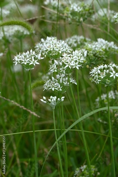 Fototapeta Chinese chive flowers and insects. They are flowers of the Amaryllidaceae family and have a unique smell that attracts butterflies and other insects.
