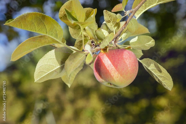 Obraz Single red apple hanging on apple tree branch with green leaves