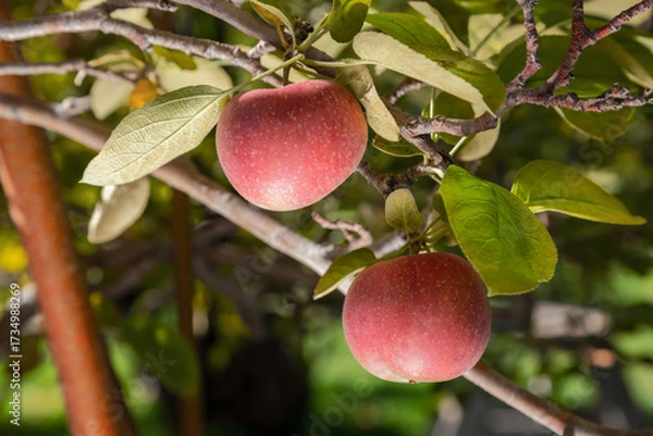 Obraz Red Apples Growing on Apple Tree Branch with Green Leaves
