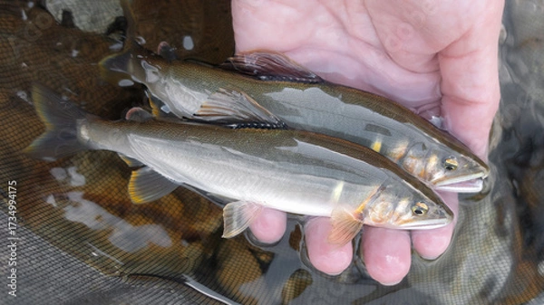 Obraz 釣りたての天然鮎