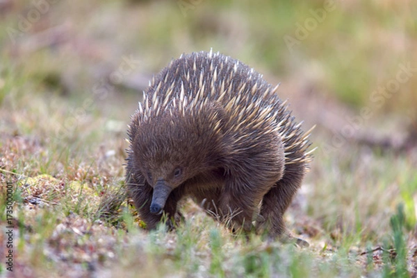 Obraz Echidna In The Grass