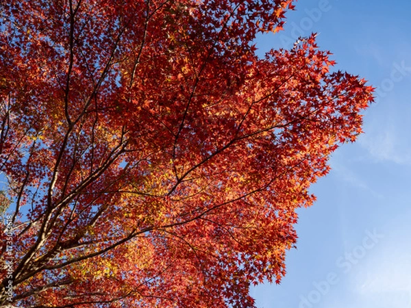 Fototapeta 青空に映える真紅のもみじ