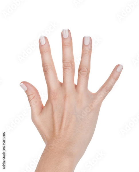 Fototapeta Female hand shows five fingers, closeup object. Isolated on transparent background